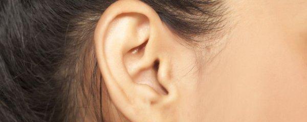 解读招财耳和招风耳的区别解读招财耳和招风耳有哪些不一样