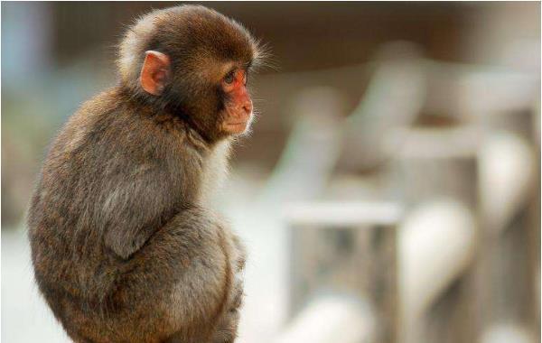 10猴9苦:以下4个年份出生的属猴人天生