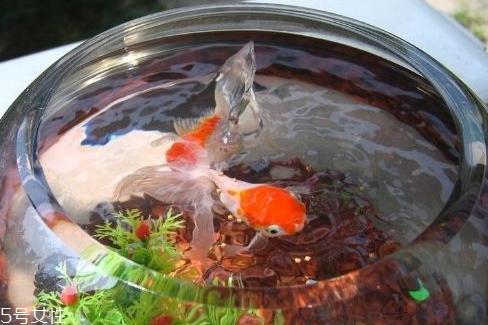 鱼缸如何养鱼水健康