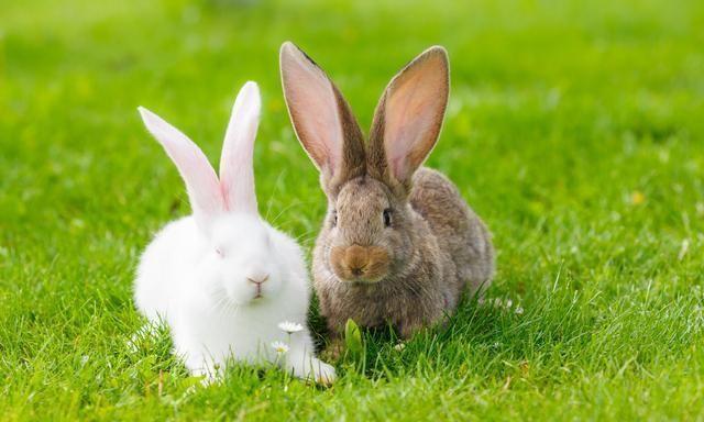 生肖兔2021年运势运程分析属兔人几月出生命最好