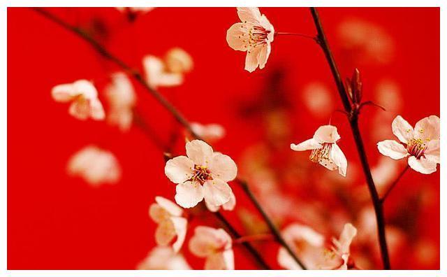 在1月底到春节前这三个生肖运势逐渐提升桃花运来袭