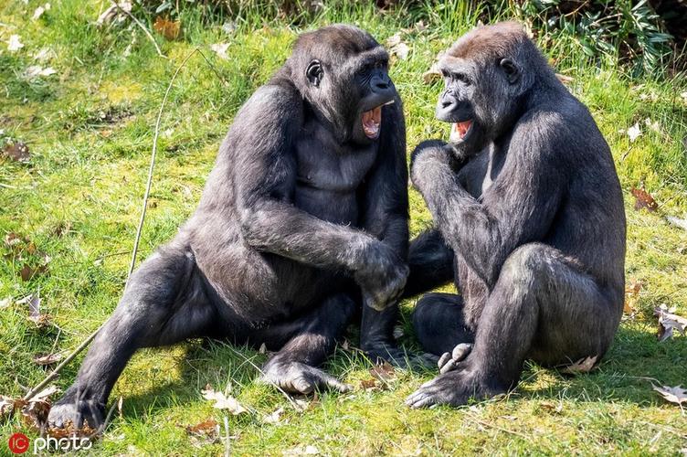 有什么喜事呢?荷兰动物园两大猩猩镜头前开怀大笑