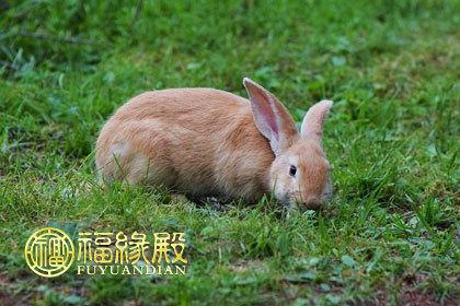 1963年属兔的人什么命1963年出生于农历癸卯年天干为癸地支为卯癸