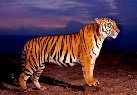 74年三月的虎是什么命74年12月12日的虎是什么命?