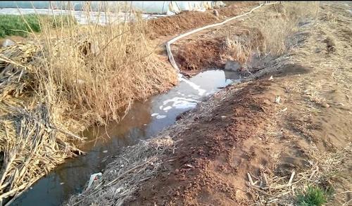 安丘一养鸭场污水排入沟渠 村民农田受影响