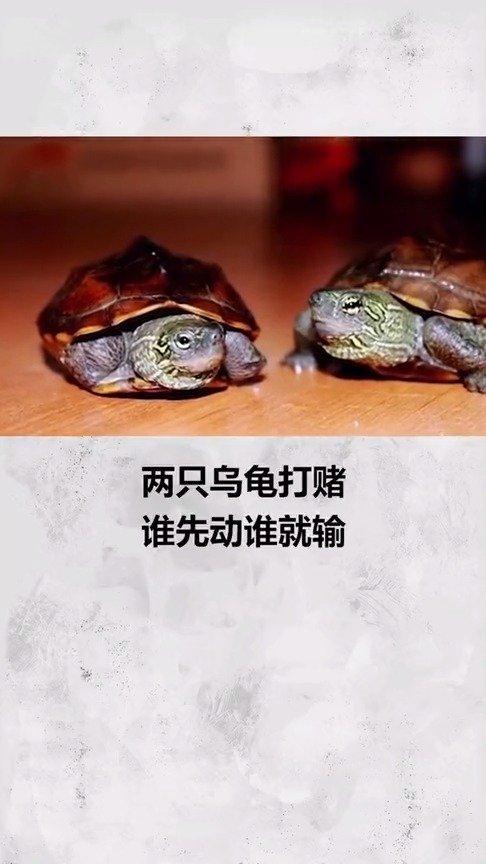 两只乌龟打赌谁先动谁就输结局出乎意料!