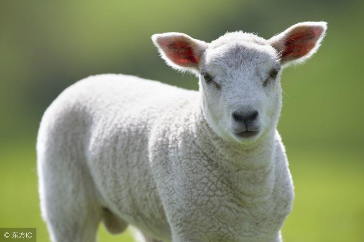 属羊人2021年每月运势一月羊守空房二月羊三月羊