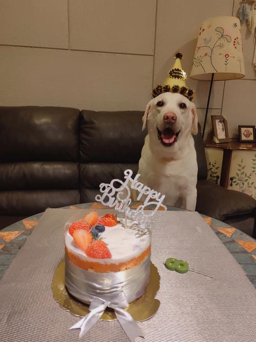 狗子生日蛋糕