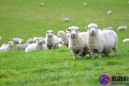 属羊和属羊配对优点:相同的生肖属相之间性格往往会比较相近两个人在