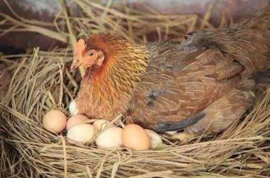 母鸡不下蛋怎么办会这几招保证母鸡利索下蛋