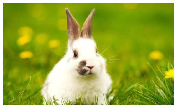 属兔人熬过了5月6月一到必有惊天地的大喜你家若有快来接福!