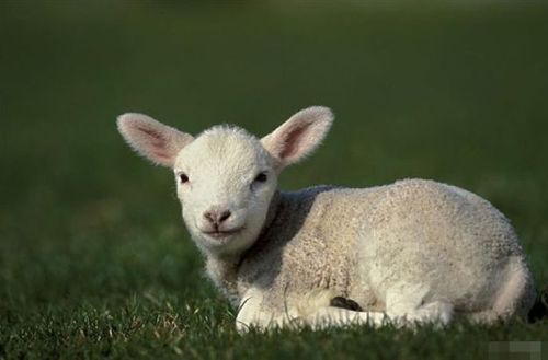 属羊人即将有喜事发生属羊人来看看是什么喜