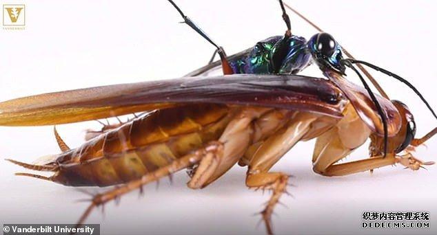 蟑螂主要用后足进行自我防御避免沦为黄蜂幼虫的僵尸保镖