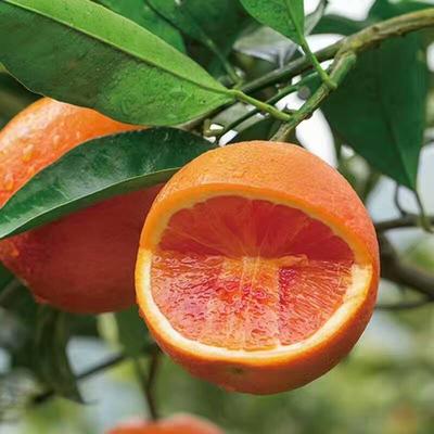 四川塔罗科血橙的栽种与定植