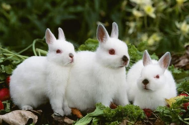 200年属兔人的最佳婚配属相属兔的婚配属相