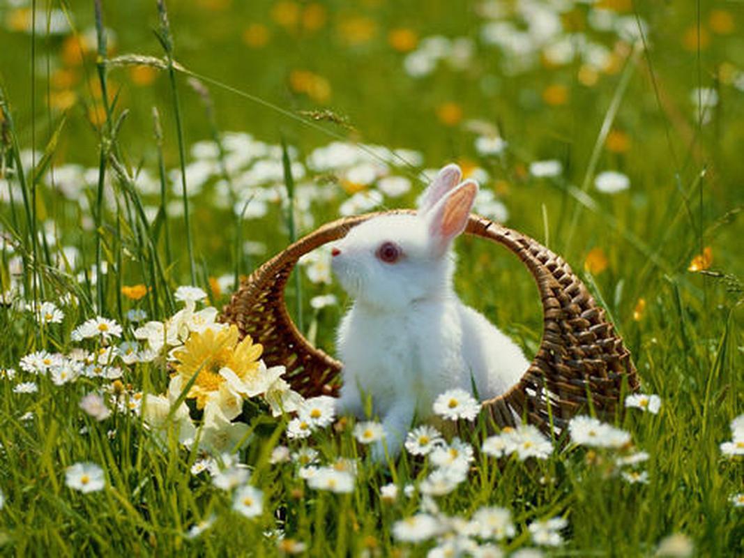 生肖兔 生肖兔的人性格是非常高冷的他们不容易让身边的人接近自己