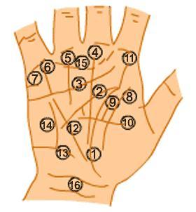 手相图解 三分钟自己看手相(图解手相16条线)     手掌上的纹路多寡