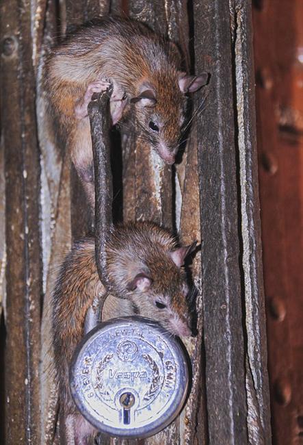 踩到老鼠是一种罪过 印度神庙供奉2万只老鼠受信徒朝拜