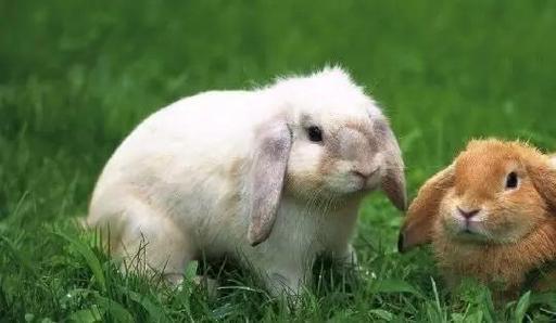 属兔的可以佩戴兔属相吗属兔佩戴什么好