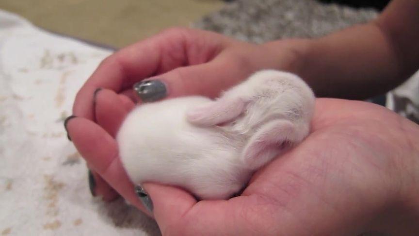 哎呦喂刚出生不久的兔宝宝萌化了.