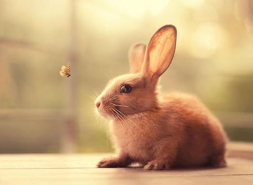 什么声音可以吸引兔子过来兔子舒服是什么姿势