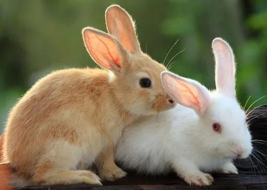 生肖兔命中有两大贵人-属兔2022年谁都躲不过的劫难 | 壹视点