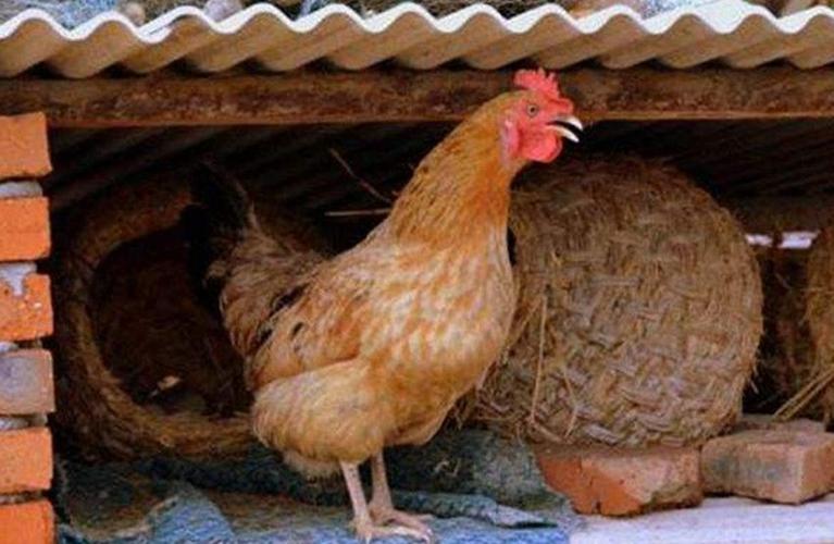 在农村农民家的老母鸡下蛋时为啥都要叫两声原因很少人知道