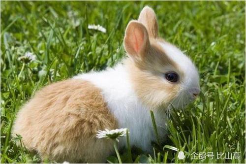 10兔9苦:以下4个年份出生的属兔人生来